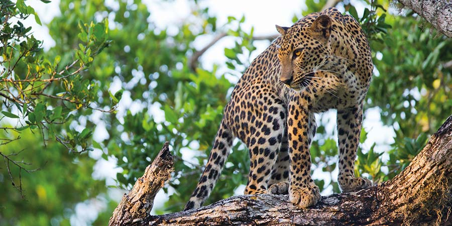 Going on safari in Yala National Park